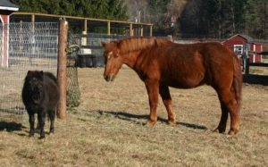 Two equine residents of Safe Haven Farm Sanctuary, Poughquag, NY