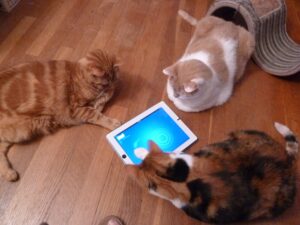 Entertaining cats with technology