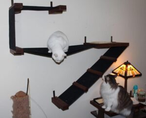 Cats playing on wall gym.