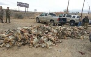 Slaughtered coyotes from New Mexico killing contest