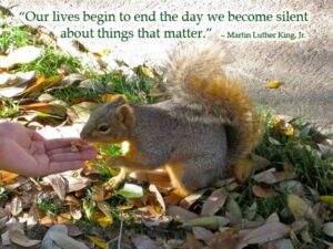 Squirrel taking food from hand