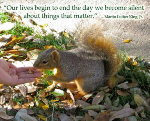 Squirrel taking food from hand