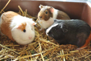 guinea pigs enjoying companionship
