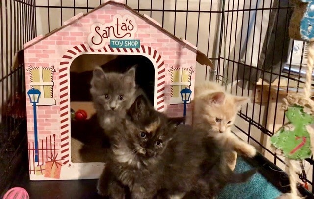 Kittens adopted to forever homes
