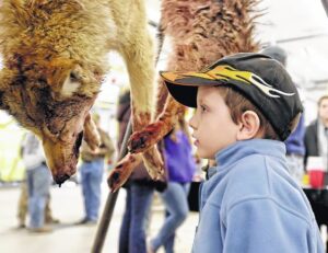 Disturbing photo of young boy examining slaughtered coyote