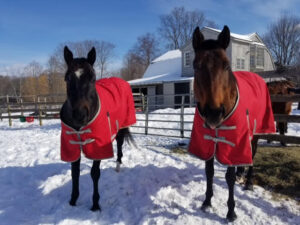 Cruelty case horses being cared for by Godspeed Horse Hostel.