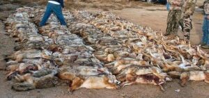 Slaughtered coyotes displayed in rows
