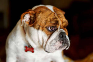 Dog bred with extreme brachycephalic features that result in respiratory issues.