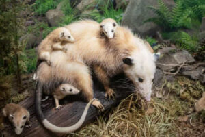 Mother opossum with her joeys.