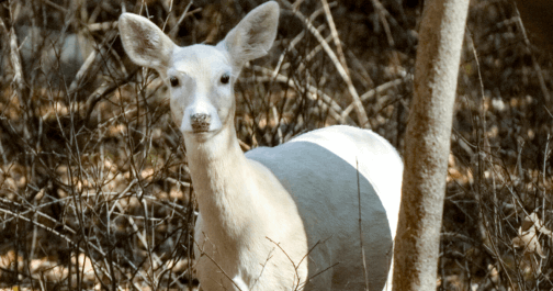 White deer protected on the old Seneca Army Depot