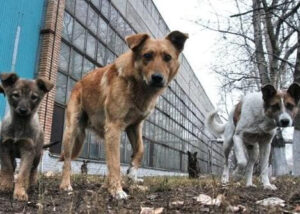Ukraine abandoned animals.