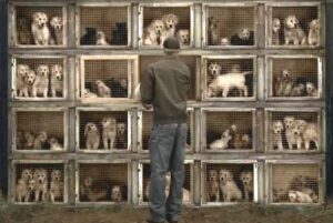 Oppressive conditions of puppy mills