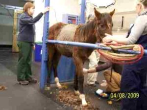 Emaciated yearling taken from racehorse breeder Ernie Paragallo. Examinated at Cornell University.