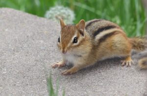 The World Around Us - Chipmunks