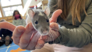 The Vet is In - Classroom Pets