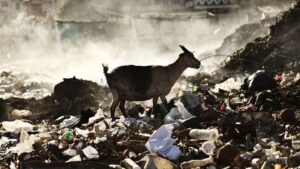 Goat - survived Turkey/Syria earthquake