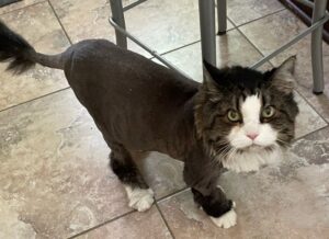 Long-haired cat named Stevie