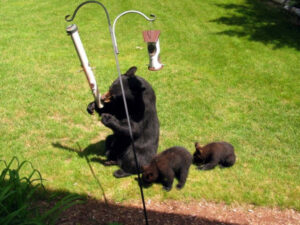 Bears invading feeder