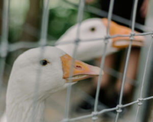 image of geese